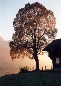 Autumn sunset behind beech tree