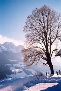 Leaning beech tree above Rougemont in snowy landscape