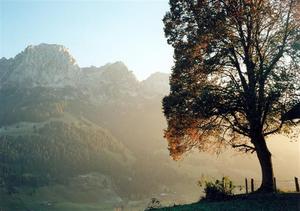 Autumn sunset behind beech tree and Videmanette