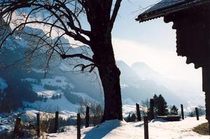 Beech tree in winter