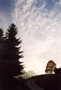 sunsetting behind hill above Rgmt, beech  and pine tree against light