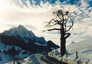 Winter view of Videmanette with cherry tree in the foreground