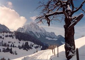 Winter view of Videmanette and cherry tree