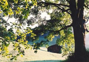 Green maple tree and barn