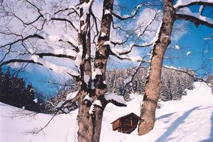 A bracing walk to Saanen through snow covered fields