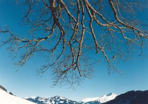 snow covered moutain horizon with descending branches, deep ble sky, interesting photo