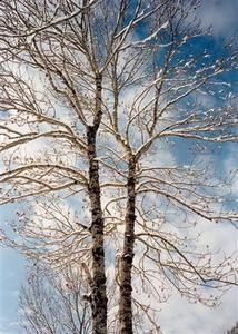 Twin trees covered with thin snow layer against cloudy blue sky