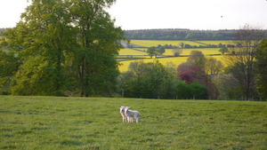 Cute little lambs