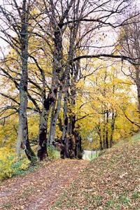 Alleé of birch trees in autumn