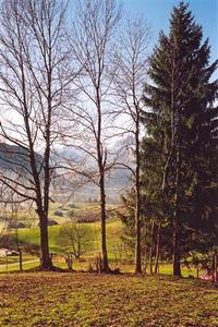 four trees foregrd, automn colours, Saanen vallee backgrd?