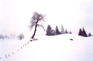 Cherry tree by fence, snow