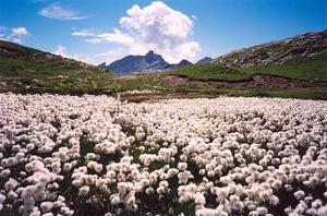 White flower field on mountain top