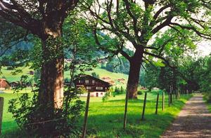 Trees along path, Saanen