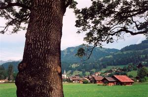 Tree trunk and Saanen