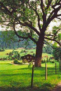 Tree, fence, Saanen