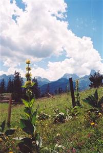 Gentiane on mountain field