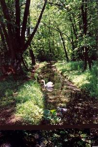 Swan on a stream surrounded by forest