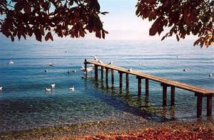 Birds on wooden pier