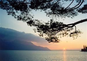 Sunset over lake pine treee branches