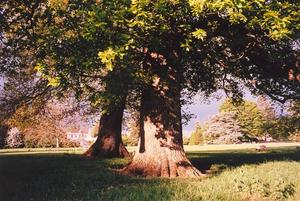 oak trees on southern field, school in background,  great photoof tree!