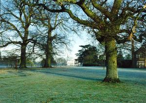 Oak trees near Center, School