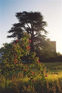 Rising sun on rose bush, Cedar school and tower