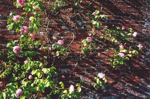 Roses on brick wall