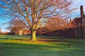 Tree in front of Centre, autumn