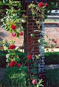 Red roses near brick pillar