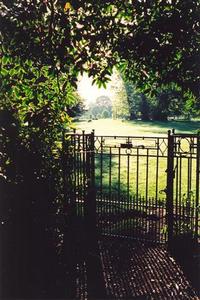 Grove gate and leaves against the light, very bright light in horizon, one sheep