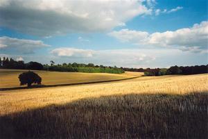 Cut straw fields with cloud shadow in foregrd, forest horizon, clouds in sky