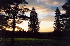 Sunset, Dark (pine?)trees, field and grazing sheep, pastel clouds