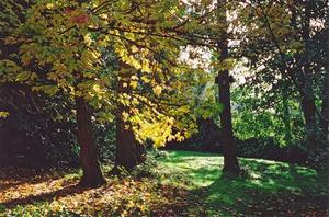 Trees, yellow leaved maples