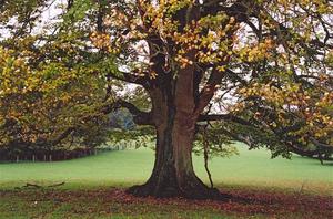 Beech tree in field [best album]