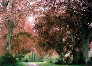 Copper Beech trees on the road leading to the Krishnamurti Centre
