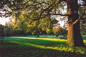 Oak tree with sun beam and Centre [best album]