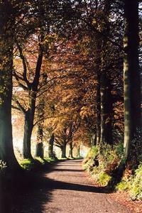 Copper beech allée near Brockwood Park