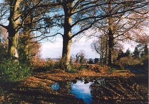 Trees and puddle, [best album]