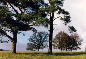 Pine and other trees