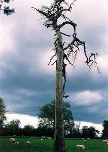 Sheep grazing under a dead tree