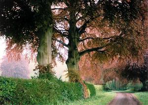 Allée of Copper Beeches