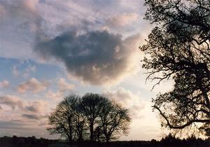 Cloud strangely mirroring the shape of a group of trees below