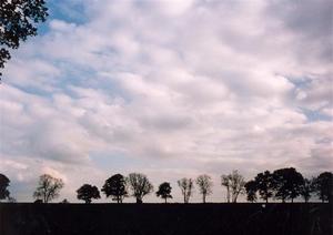 Neat array of of trees dotting the horizon