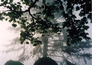 Trees appearing out of the fog