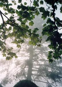 Green leaves of an oak tree emerging from a backdrop of fog
