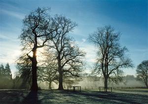 Trees against sunrise in a light mist