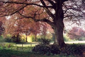 Copper beech 