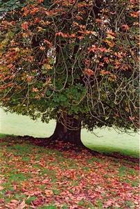 Horse Chestnut tree