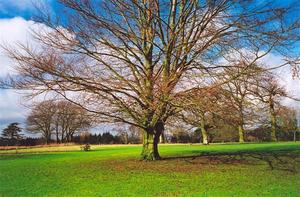 Bare Tree in Centre field