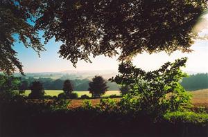 Fields through foliage